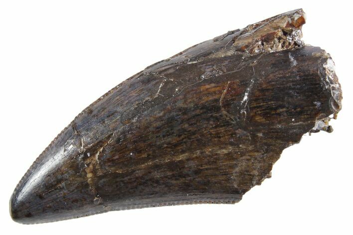 Serrated, Tyrannosaur (Nanotyrannus) Tooth - Montana #357077